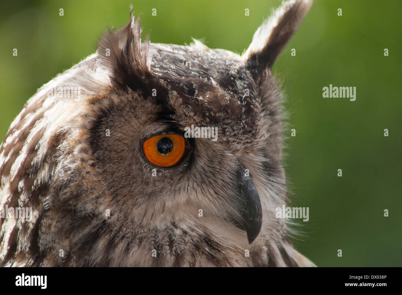 Au Château de Muncaster portrait Owl, Cumbria, Angleterre Banque D'Images