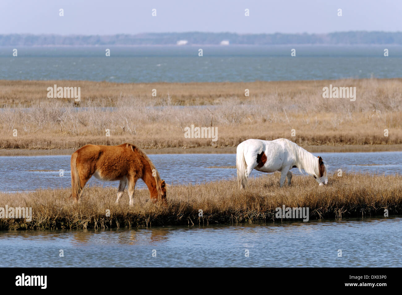 Une paire de chevaux sauvages se broutent au bord de mer national de l'île Assateague Banque D'Images