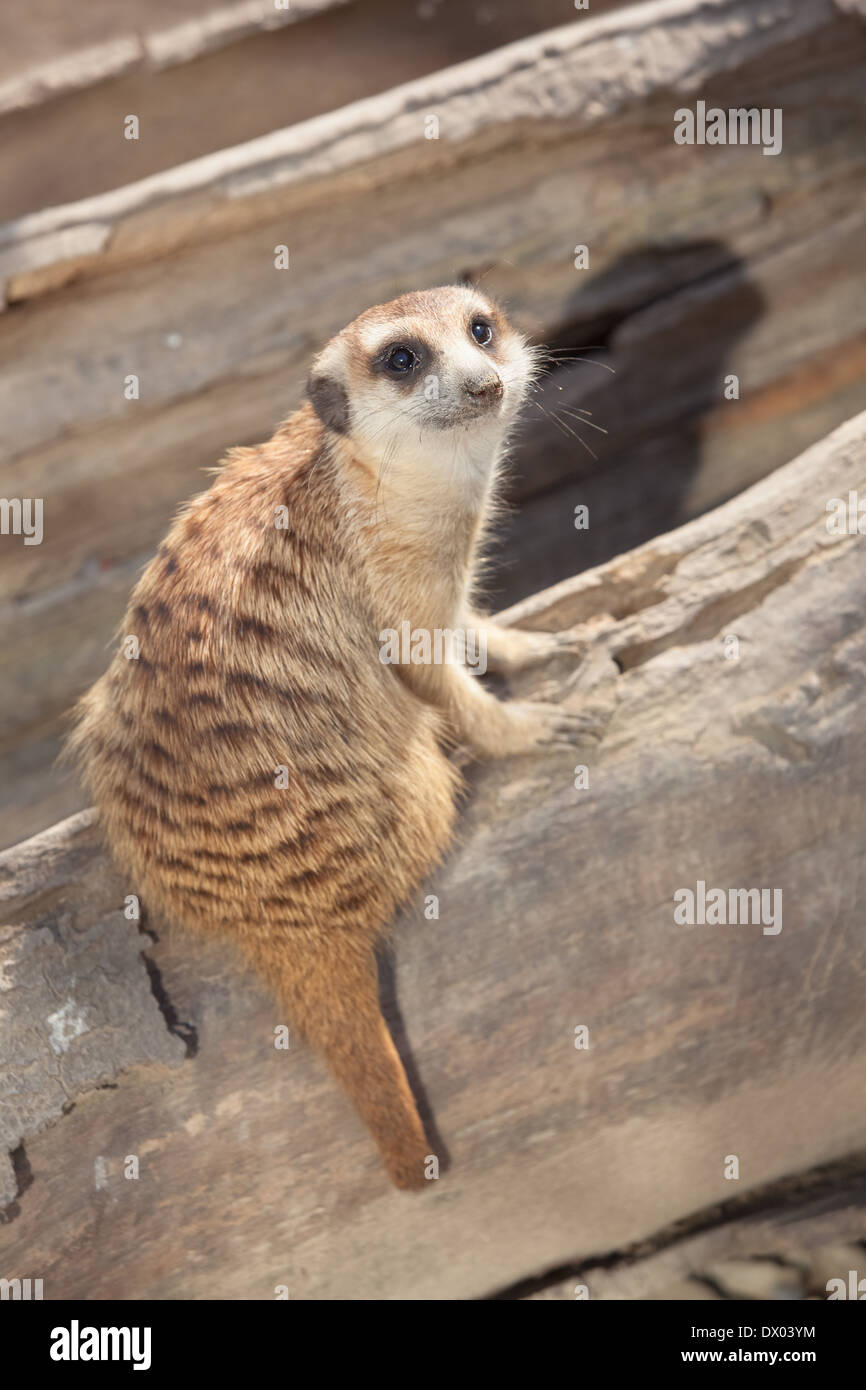 Meerkat. Le meerkat ou suricate (Suricata suricatta),, un petit mammifère, est un membre de la famille des mangoustes. Banque D'Images