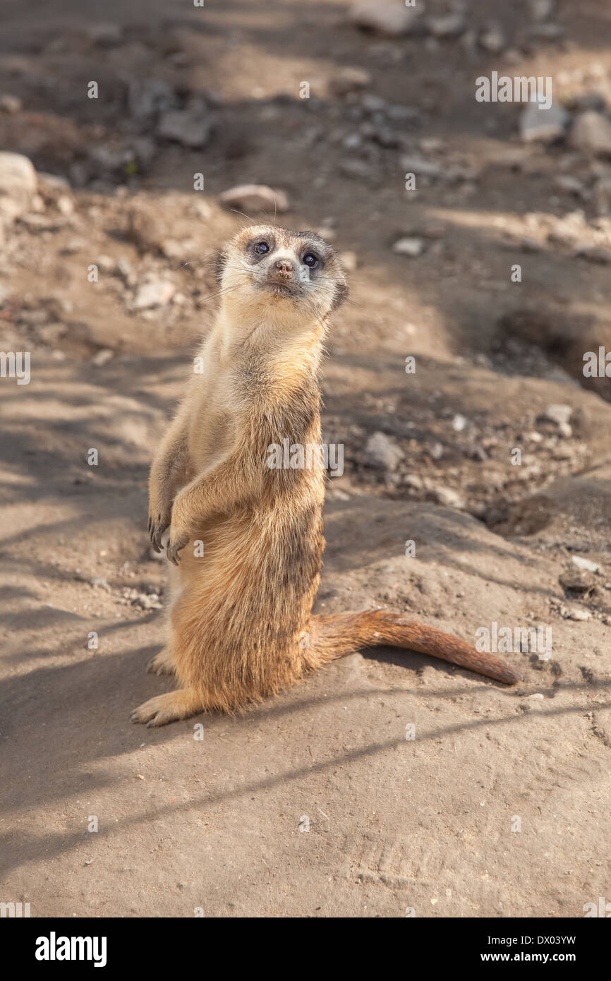 Meerkat. Le meerkat ou suricate (Suricata suricatta),, un petit mammifère, est un membre de la famille des mangoustes. Banque D'Images