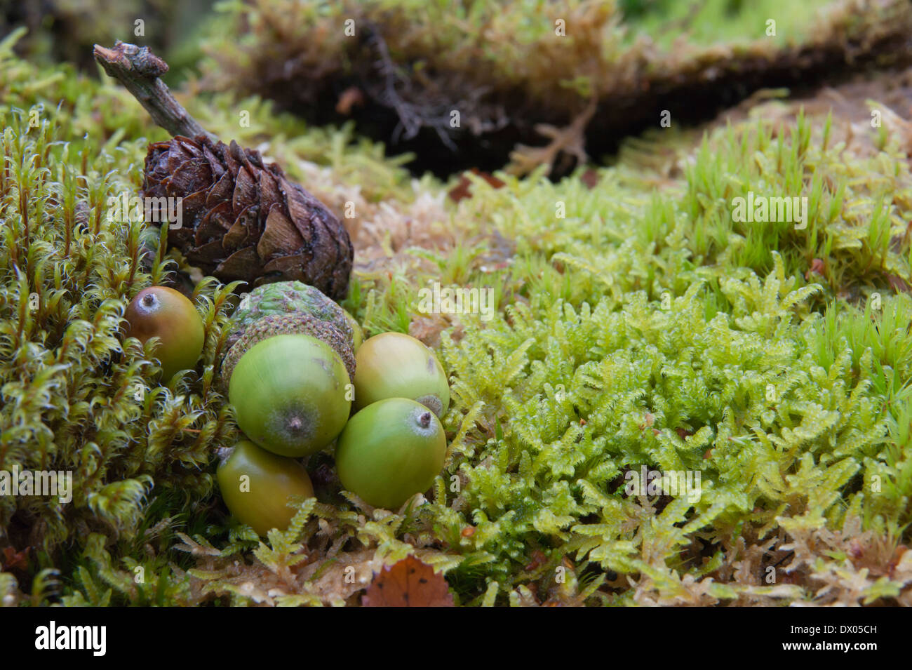 Les glands tombés et cône de pin sur un épais tapis de mousse à l'automne dans le Lake District Banque D'Images