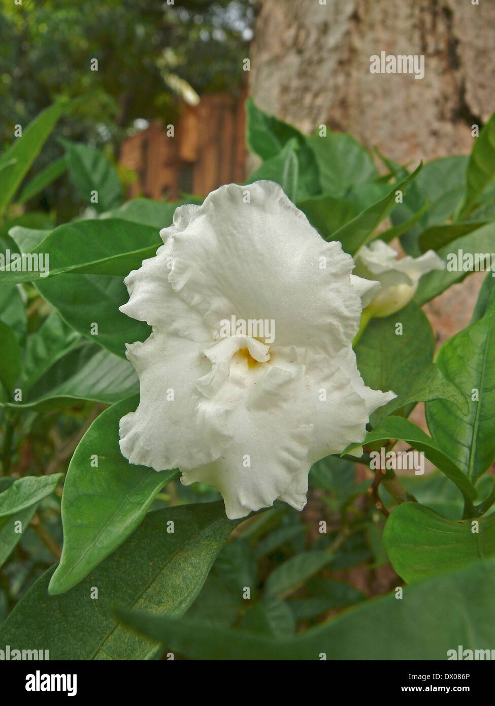 Tabernaemontana divaricata, Flore Pleno, jasmin, Œillet Crape de l'Inde, Pune, Maharashtra, Inde Banque D'Images