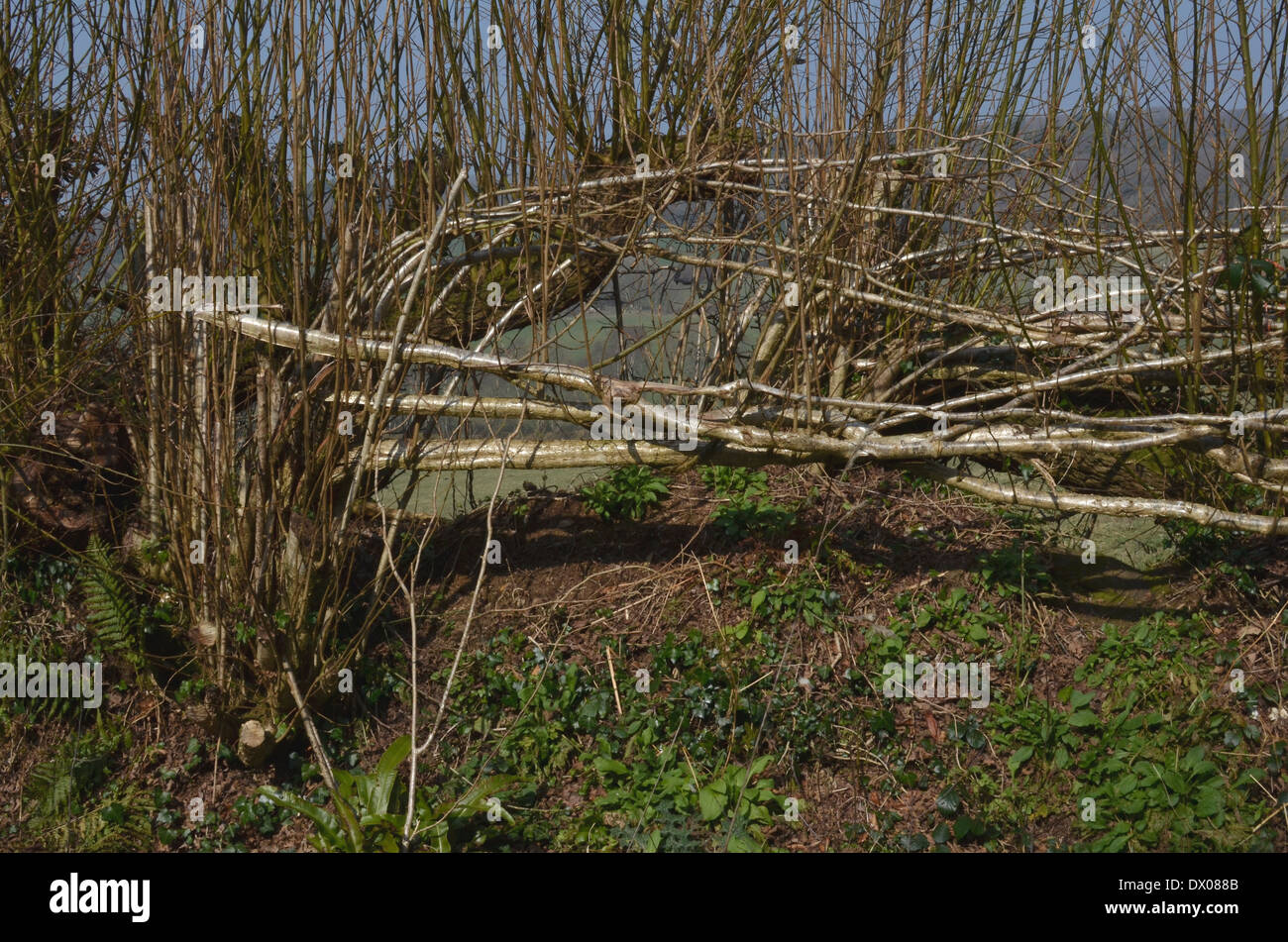 Exemple de pose de couverture - Détail de la Split et branches repliées. Banque D'Images