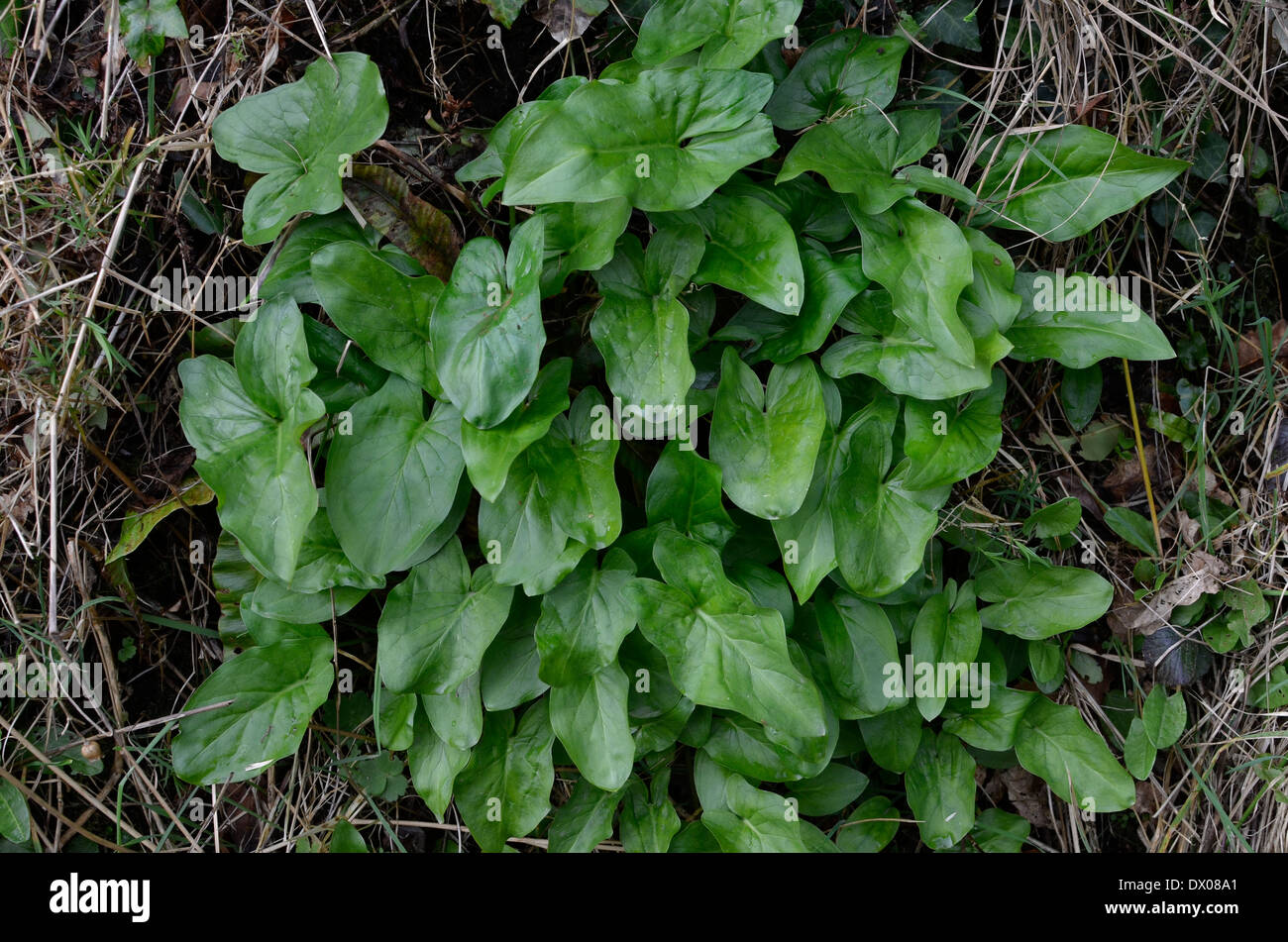 Les feuilles des jeunes Arum maculatum plante (sans les taches foliaires montrant). Appelé Cuckoo-chopine, Lords et Ladies, Service Robin. Banque D'Images