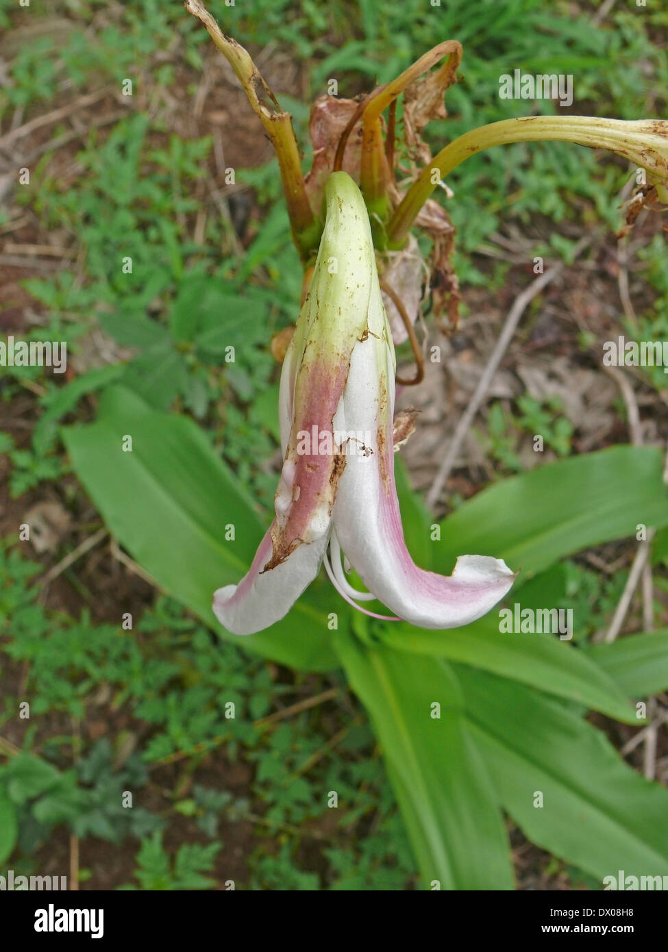 Crinum bulbispermum, Pune, Maharashtra, Inde Banque D'Images