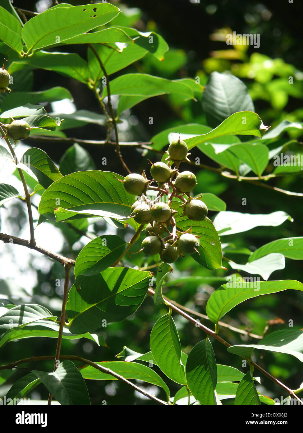 Fruits de la fierté de l'Inde, la Reine Crape Myrtle, Lagerstroemia speciosa Banque D'Images