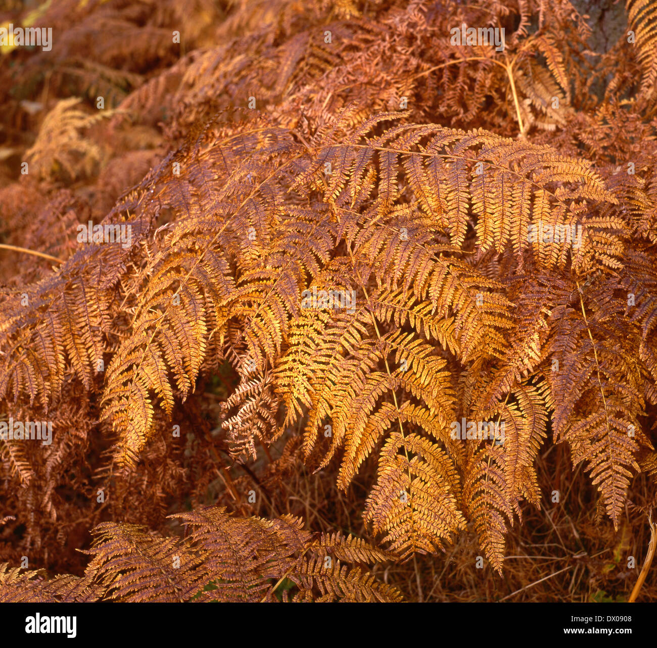 Close up de frondes de fougères poussant dans la forêt, l'automne, Lake District, Cumbria Banque D'Images