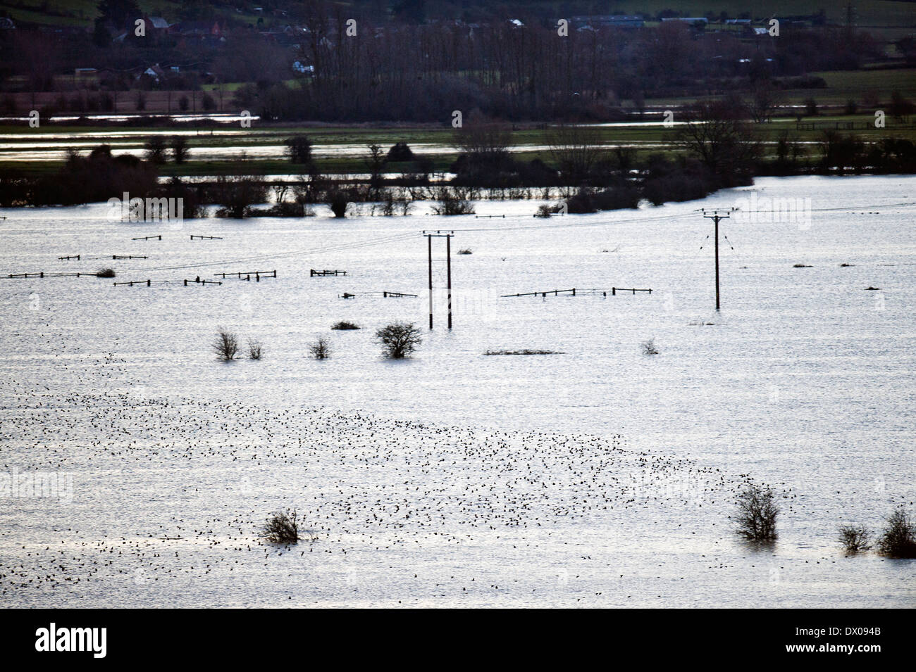 Flocage sur l'étourneau champs inondés sur les niveaux de Somerset près de Burrowbridge UK Mars 2014 Banque D'Images
