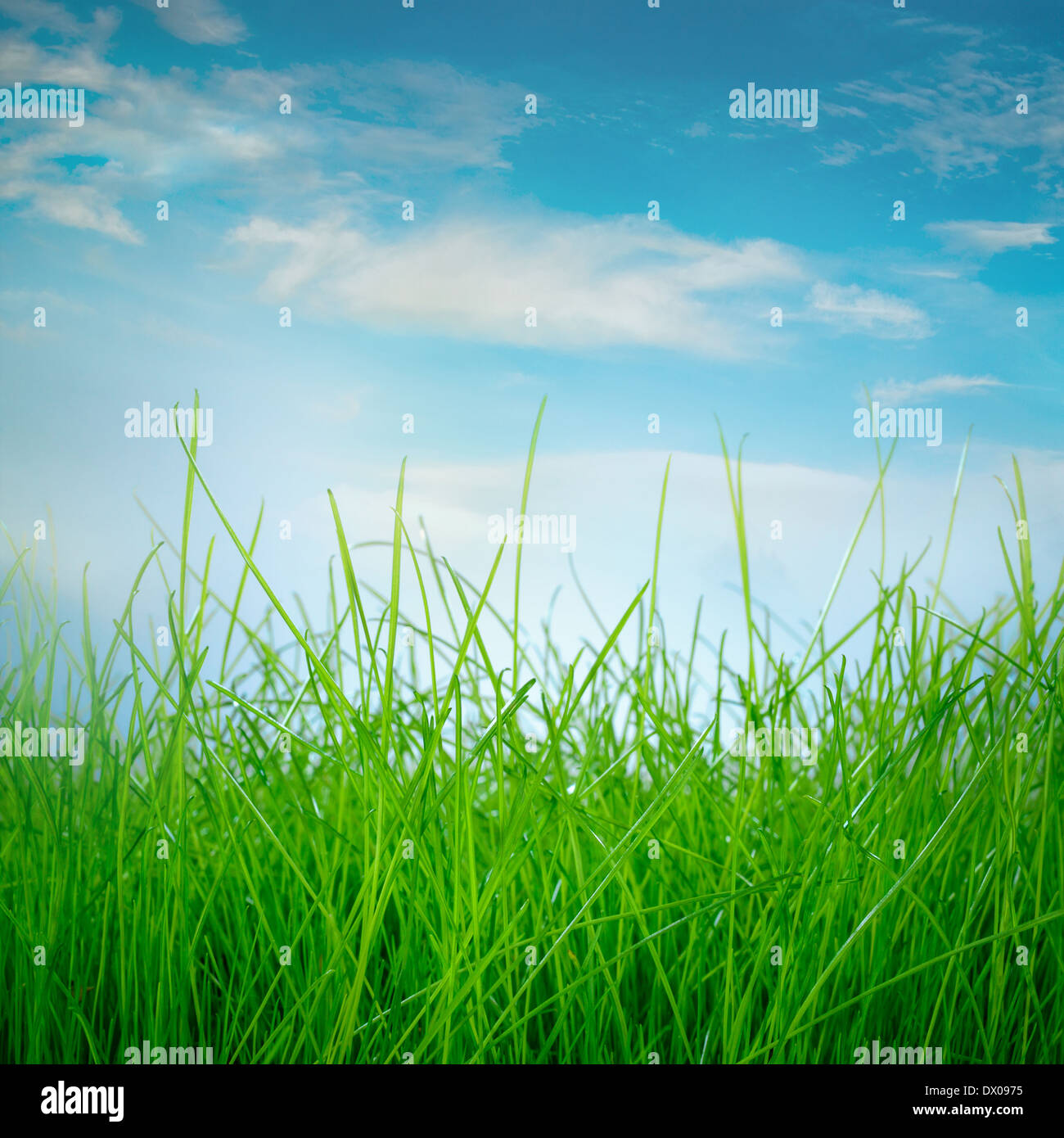 L'herbe verte du printemps et du soleil sur fond de ciel bleu Banque D'Images