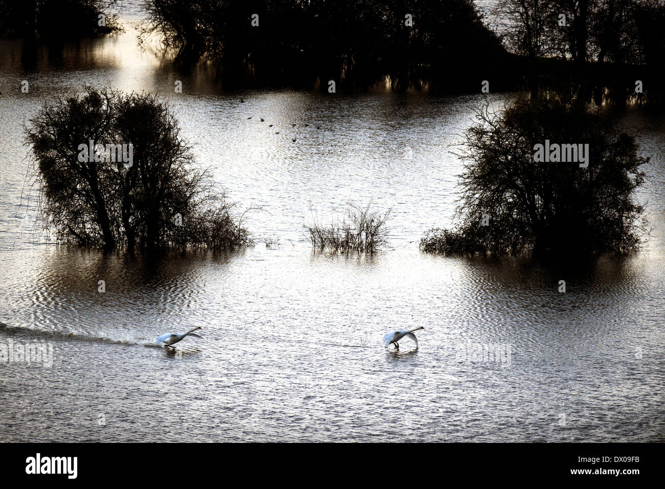 Une paire de cygnes à l'atterrissage sur le champs inondés sur les niveaux de Somerset près de Burrowbridge UK Mars 2014 Banque D'Images