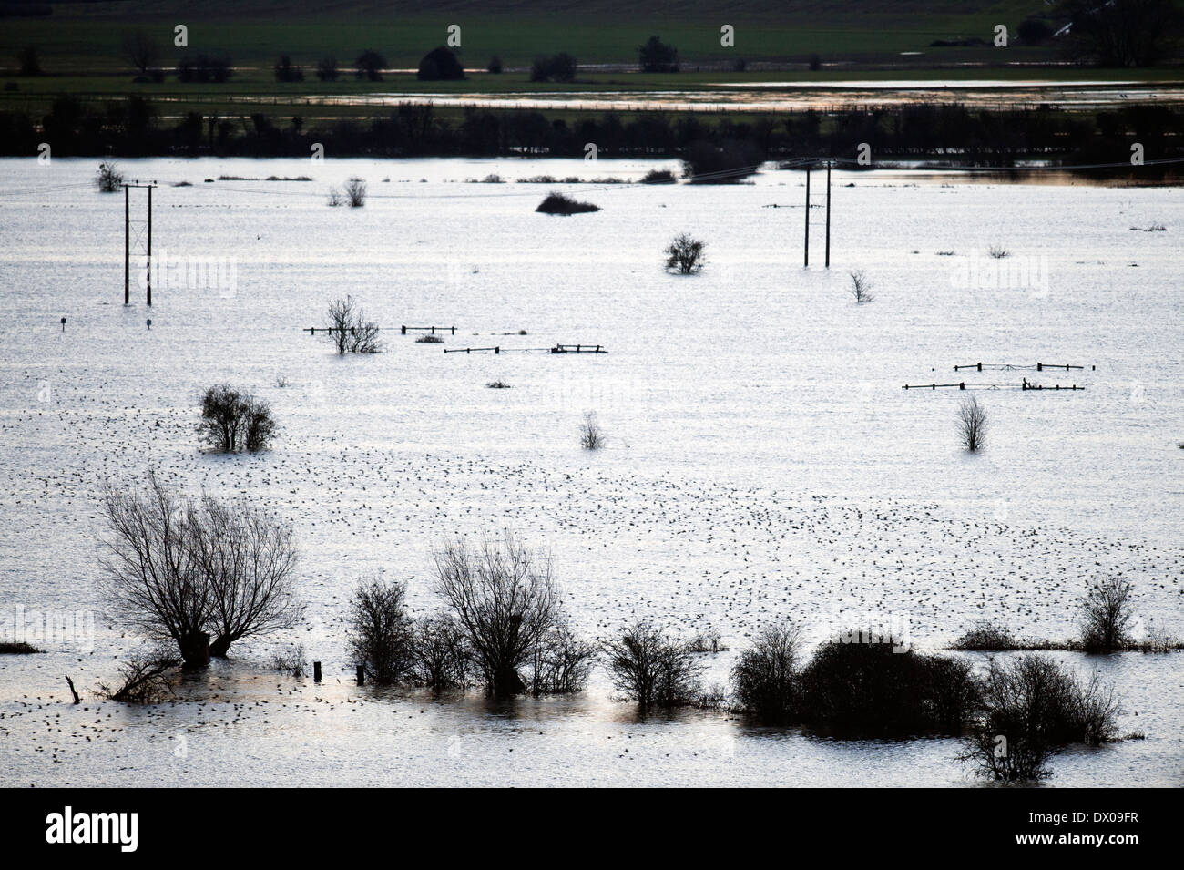 Flocage sur l'étourneau champs inondés sur les niveaux de Somerset près de Burrowbridge UK Mars 2014 Banque D'Images