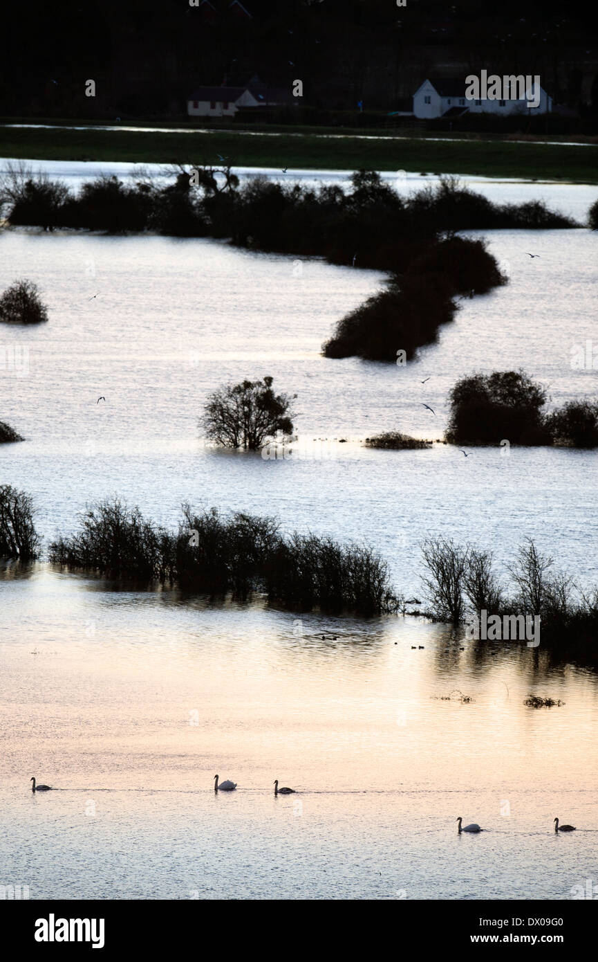 Swans crossing le champs inondés sur les niveaux de Somerset près de Burrowbridge UK Mars 2014 Banque D'Images