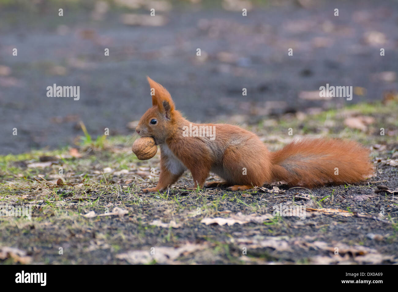 Squirrel Banque D'Images