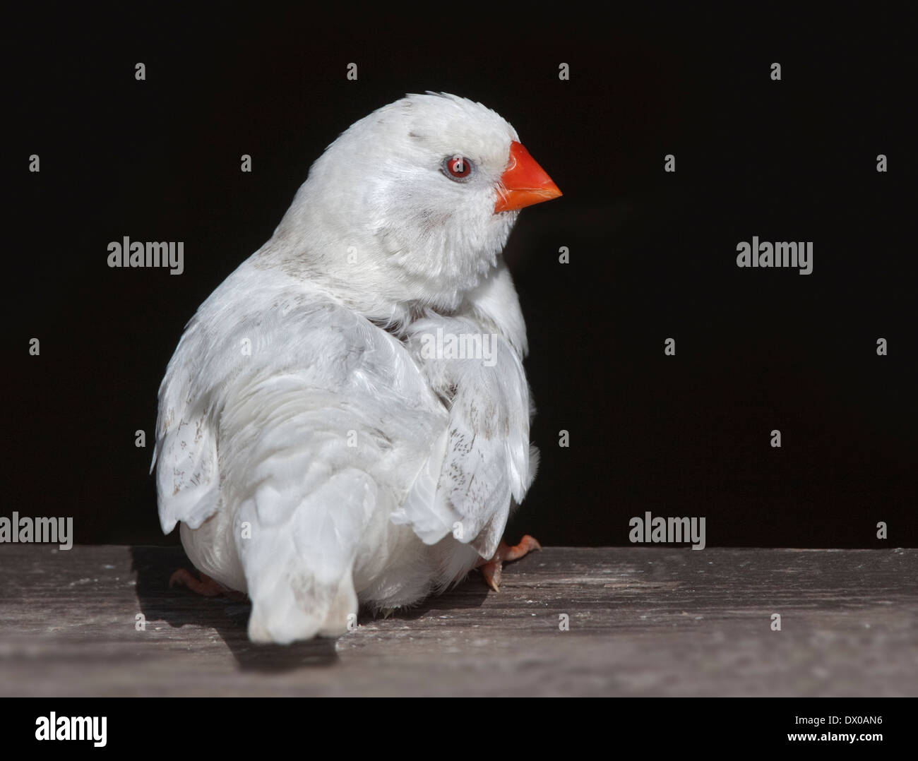Blanc diamant mandarin (Taeniopygia guttata) Banque D'Images