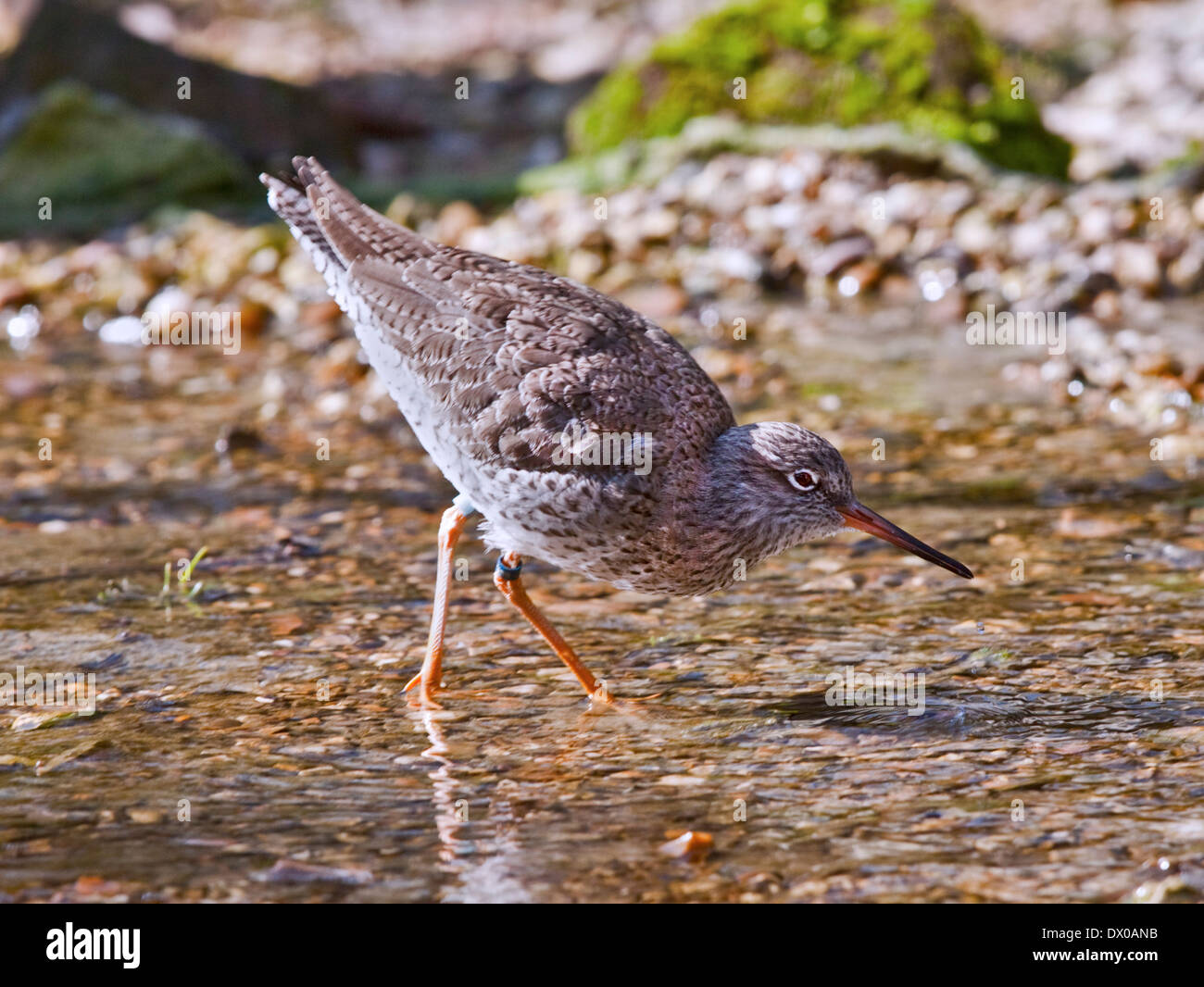 Chevalier Gambette (Tringa totanus) Banque D'Images