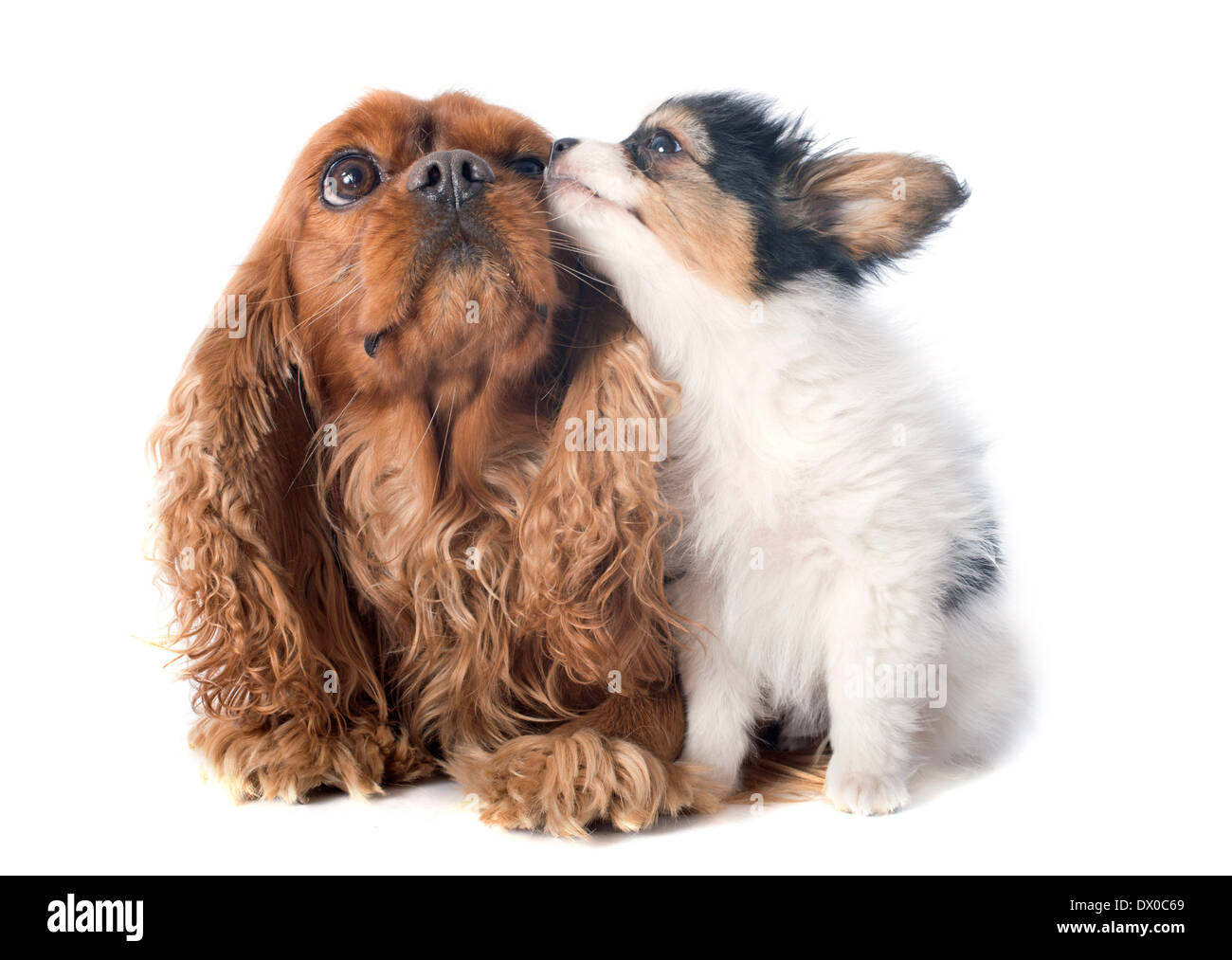 Papillon et chiot cavalier king charles in front of white background Banque D'Images