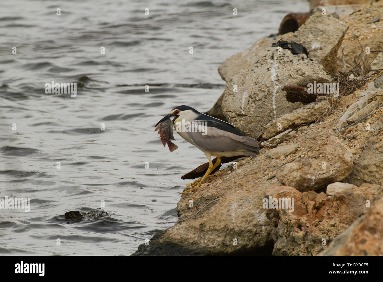 Bihoreau gris (Nycticorax nycticorax) avec un poisson dans sa loi. Banque D'Images
