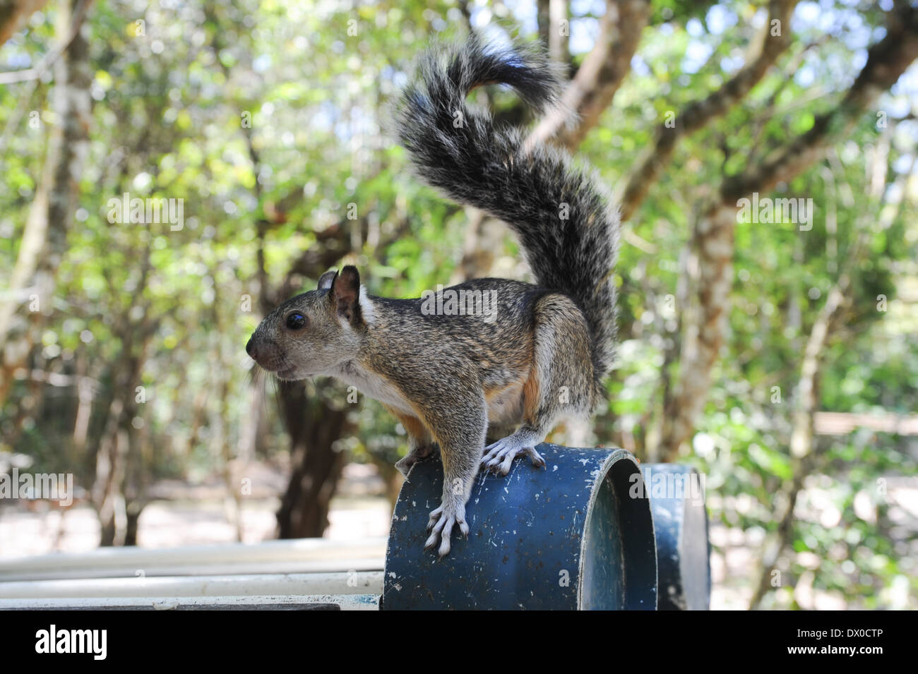 L'écureuil à la recherche de nourriture drôle Banque D'Images