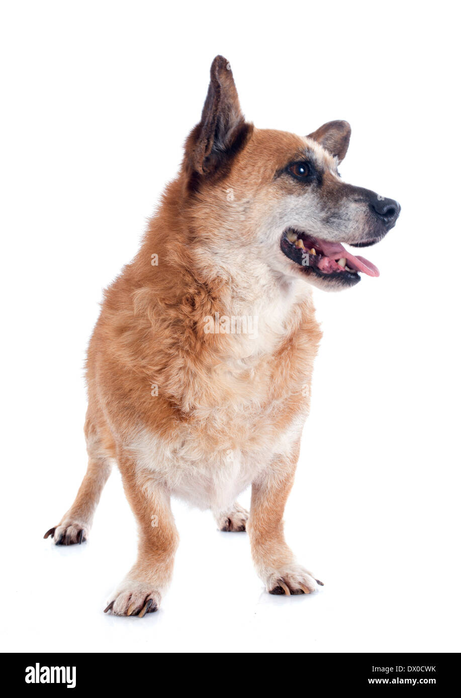 Welsh Corgi in front of white background Banque D'Images