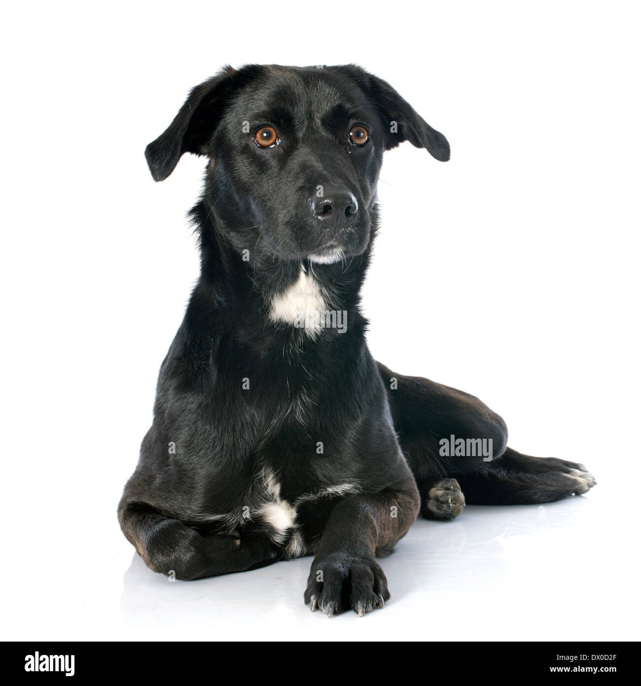 Croisé labrador retriever in front of white background Banque D'Images Croisé labrador retriever in front of white background Banque D'Images