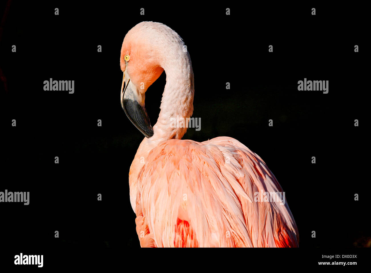 Flamant du Chili (Phoenicopterus chilensis) Banque D'Images