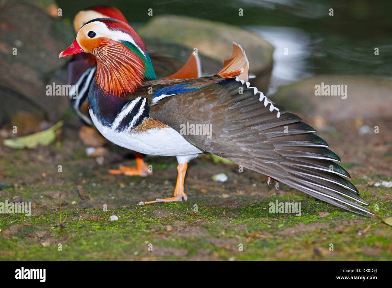 Canard mandarin (Aix galericulata) aile ouverte Banque D'Images