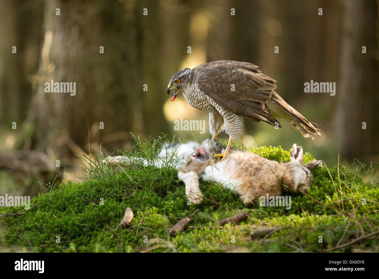 (L'Autour des palombes (Accipiter gentilis) qui se nourrit d'une European Brown Hare (Lepus europaeus) Banque D'Images