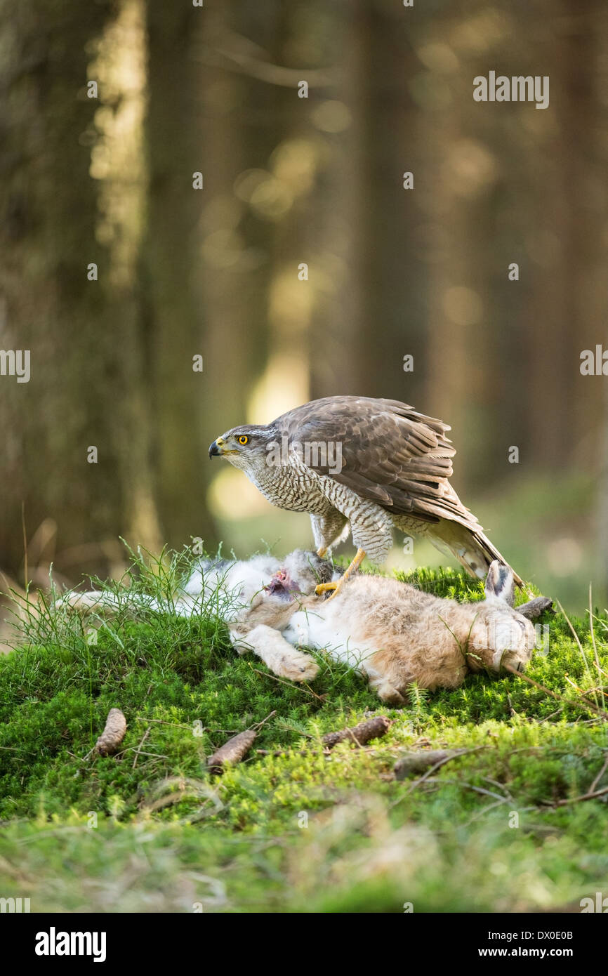(L'Autour des palombes (Accipiter gentilis) qui se nourrit d'une European Brown Hare (Lepus europaeus) Banque D'Images