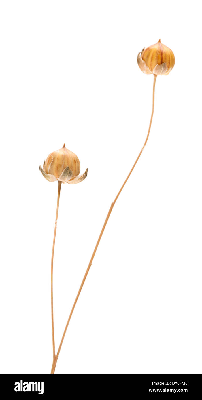 Gélules végétales de lin à sec, isolated on white Banque D'Images