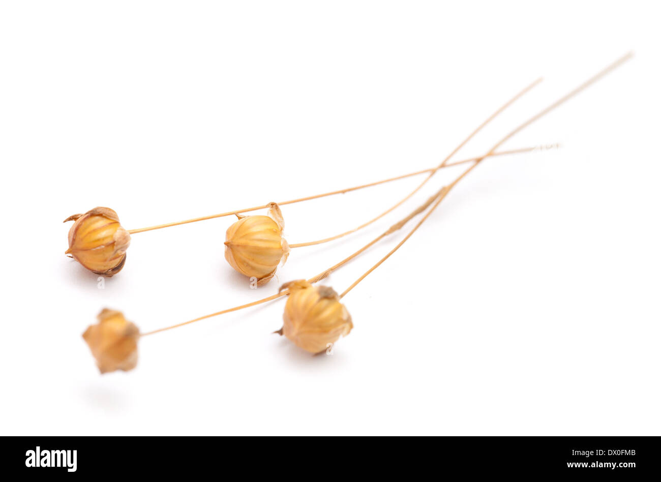 Gélules végétales de lin à sec, isolated on white Banque D'Images