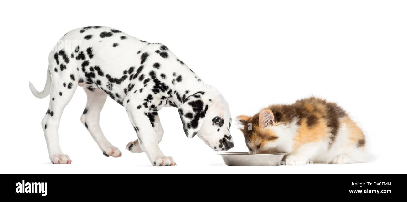 Highland straight chaton et chiot Dalmatien de manger un bol in front of white background Banque D'Images