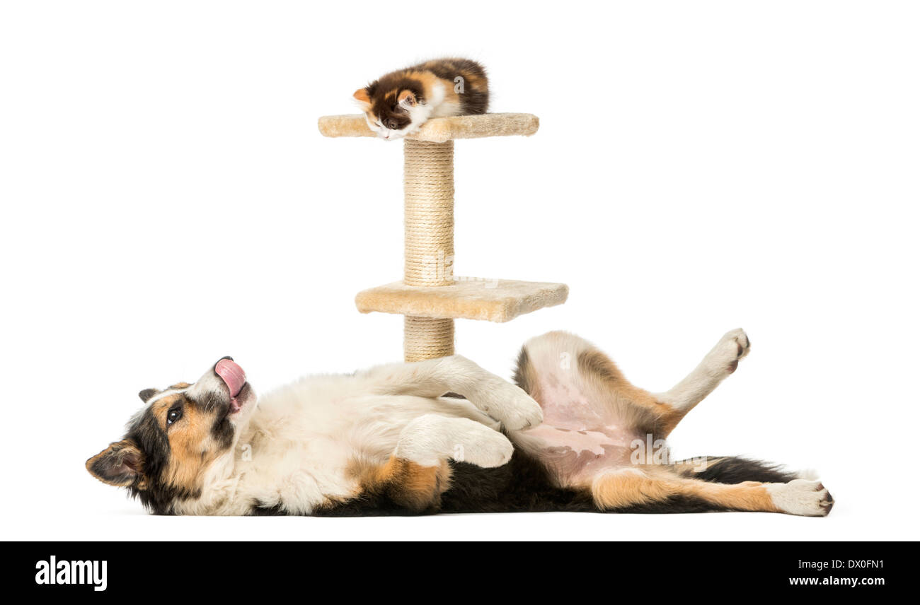 Border Collie Allonge Sur Le Dos Soumis A La Recherche D Un Chaton Sur Un Arbre De Chat In Front Of White Background Photo Stock Alamy
