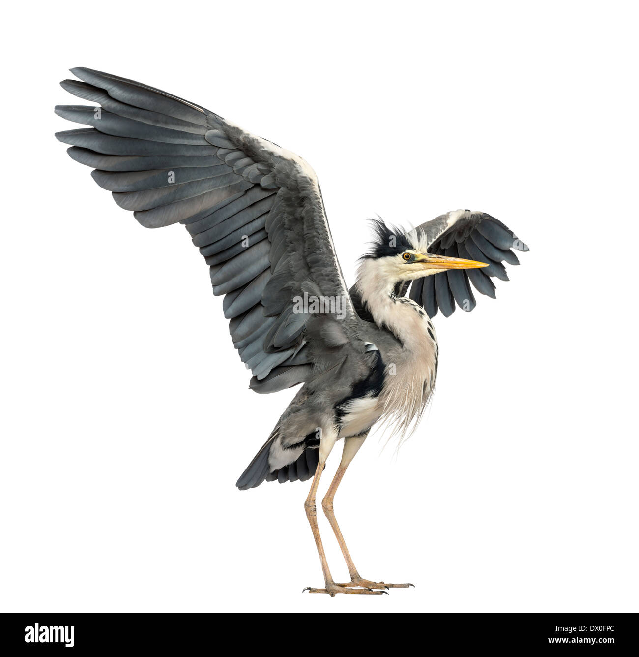 Héron cendré faisant une danse d'accouplement, Ardea cinerea, 5 ans, contre fond blanc Banque D'Images