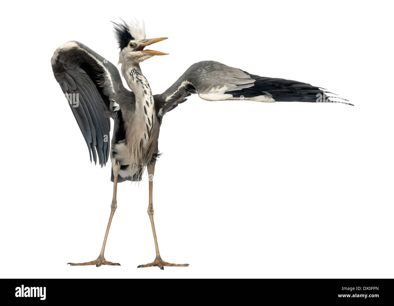 Héron cendré faisant une danse d'accouplement, Ardea cinerea, 5 ans, contre fond blanc Banque D'Images