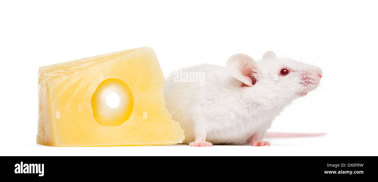 Souris blanche albinos à côté d'un morceau de fromage, Mus musculus, in front of white background Banque D'Images