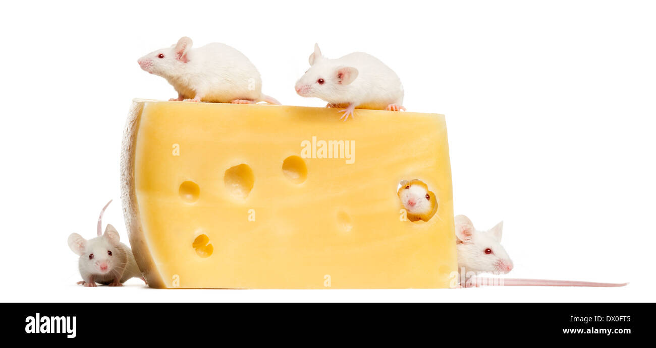 Groupe de la souris blanche albinos autour d'un gros morceau de fromage, Mus musculus, in front of white background Banque D'Images