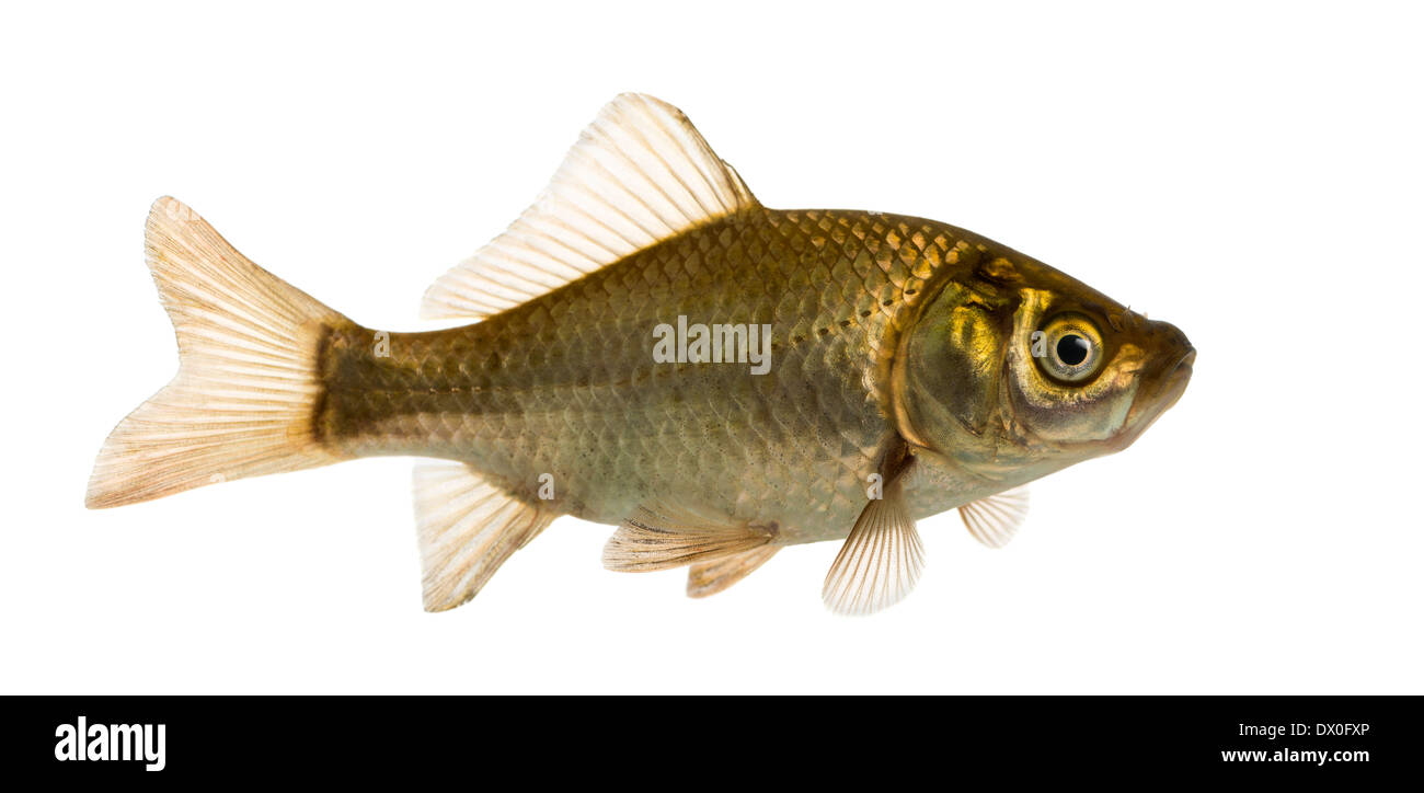Le carassin Carassius carassius, natation, against white background Banque D'Images
