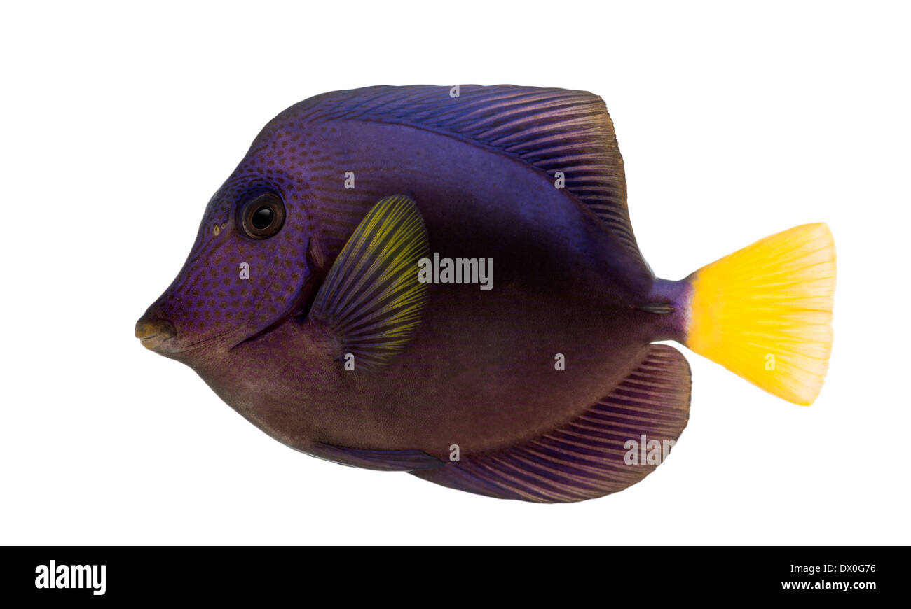 Tang, Zebrasoma xanthurum violet, against white background Banque D'Images