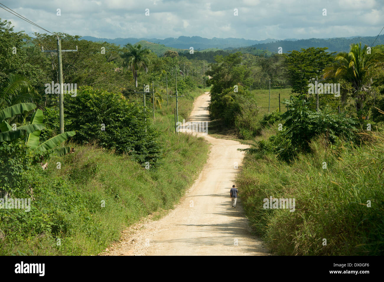 Le Belize, district de Toledo, Punta Gorda, Colombie-Britannique. Belizean campagne entourant la route de terre au village de Colombie-Britannique. Banque D'Images