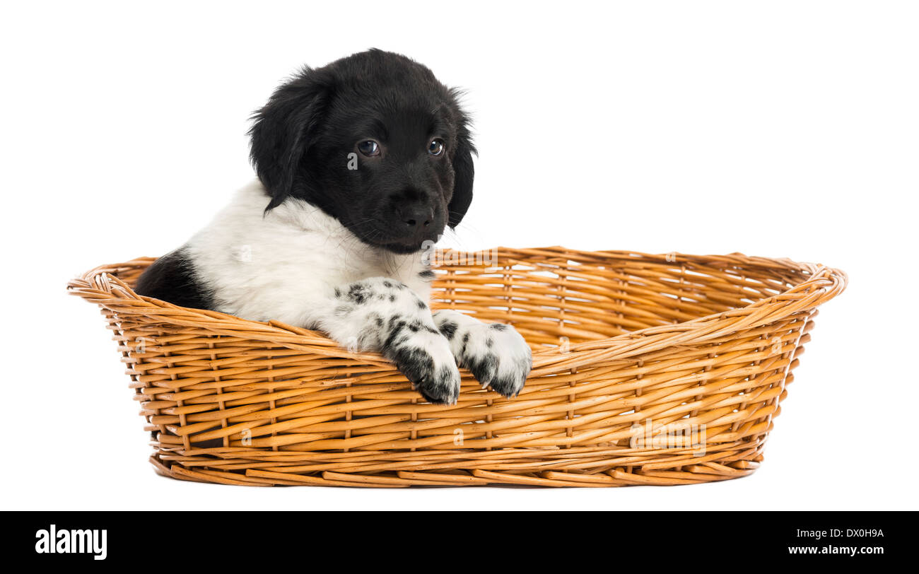 Stabyhoun chiot dans un panier en osier, regardant la caméra, contre fond blanc Banque D'Images