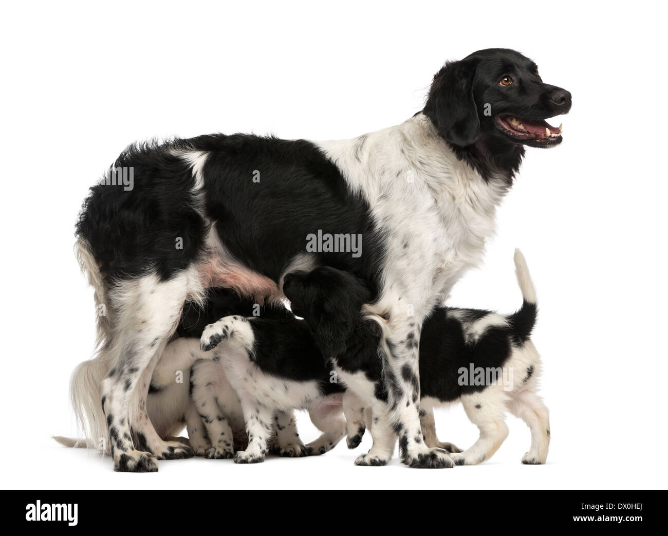 Stabyhoun mère allaiter ses chiots, against white background Banque D'Images
