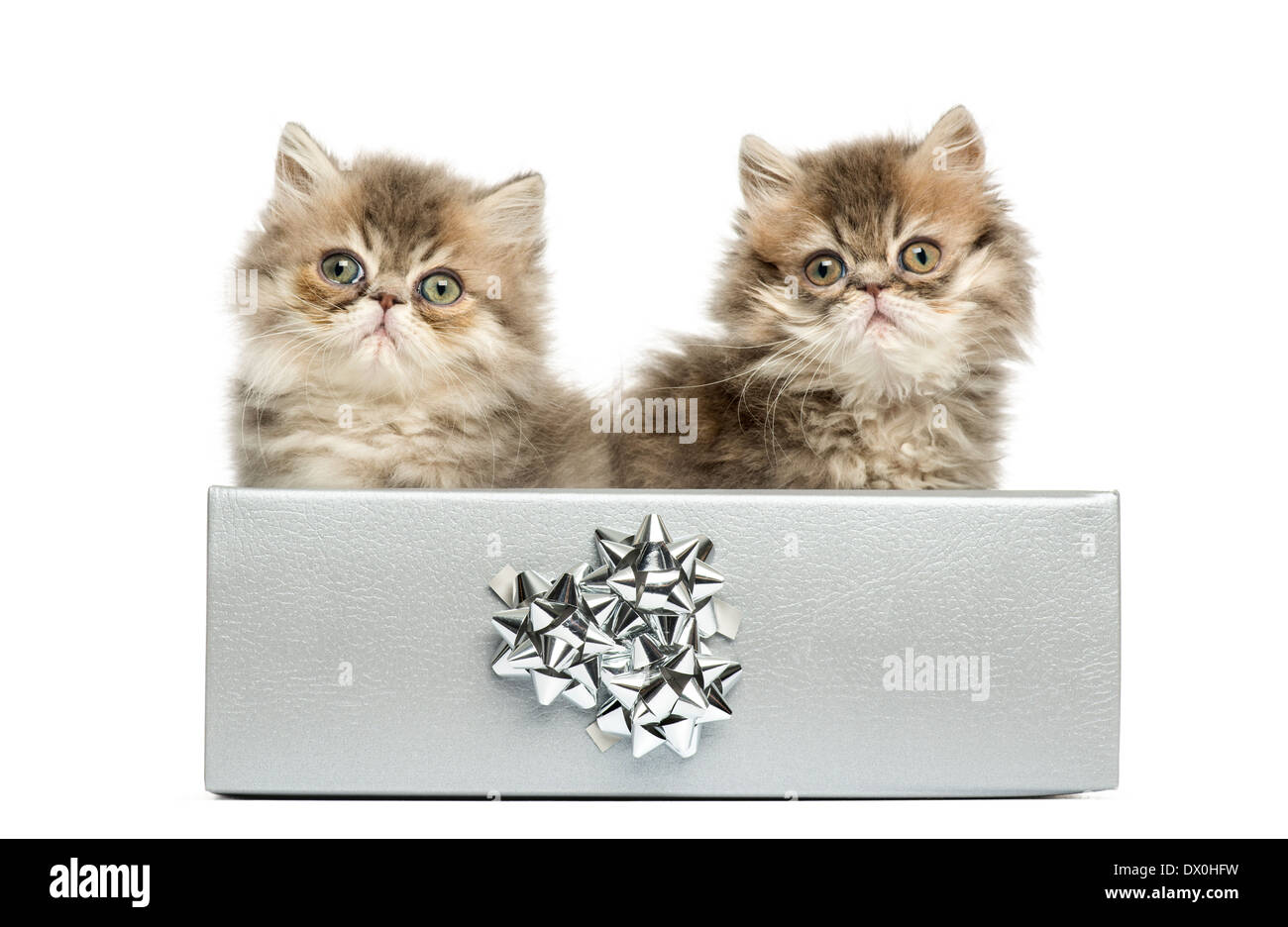 Chatons persan assis dans un présent d'argent fort, regardant la caméra, 10 semaines, isolé sur fond blanc Banque D'Images