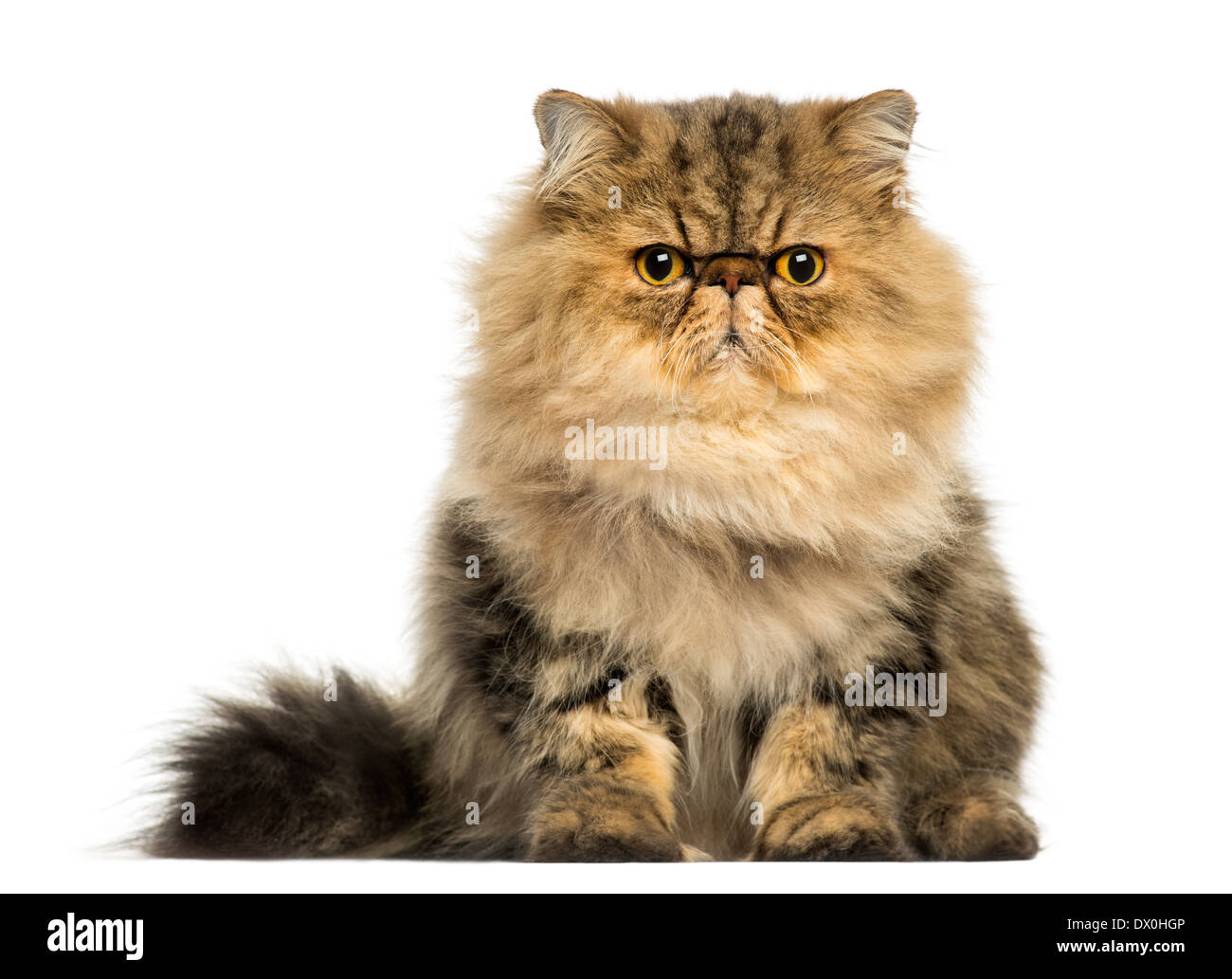 Chat Persan Banque De Photographies Et D Images A Haute Resolution Alamy Chat Persan Banque De Photographies Et D Images A Haute Resolution Alamy