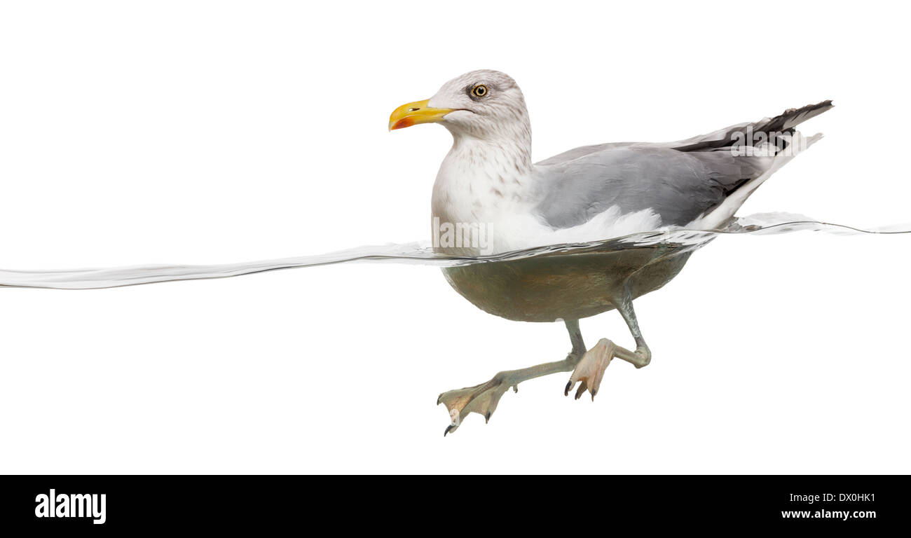 European Herring Gull flottant dans l'eau, Larus argentatus, against white background Banque D'Images