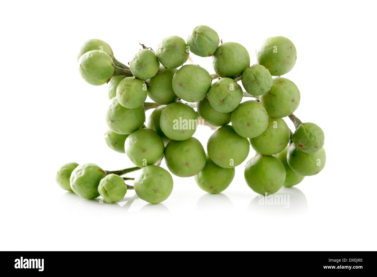 Solanum torvum, Turquie Berry, Aubergines Pois Banque D'Images