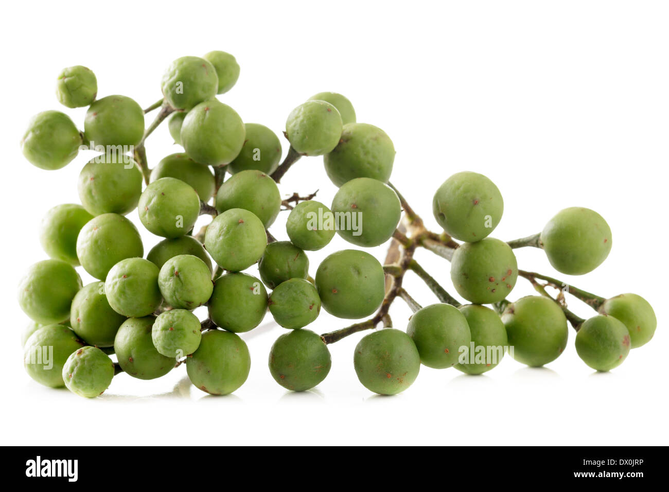 Solanum torvum, Turquie Berry, Aubergines Pois Banque D'Images