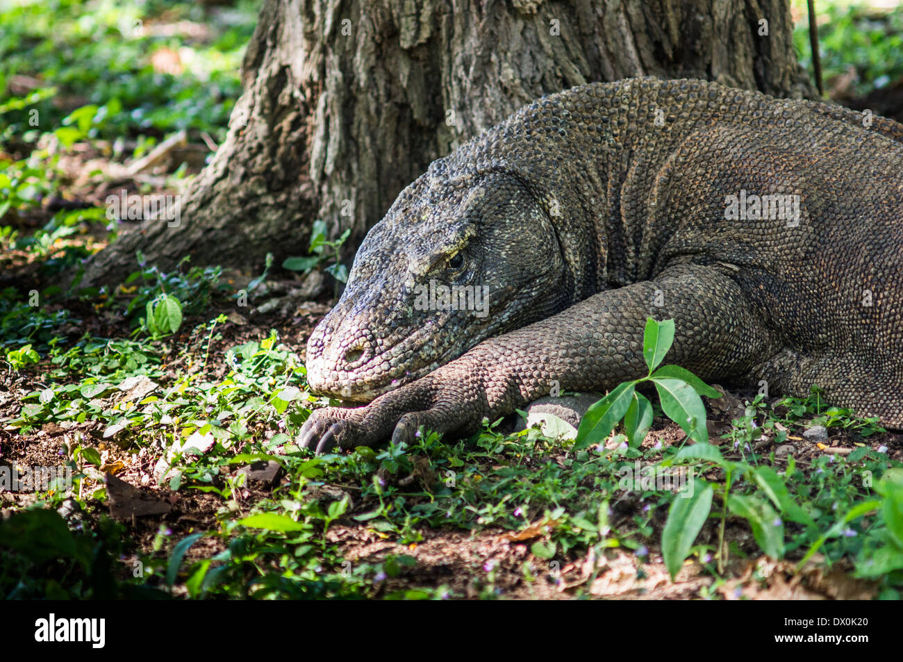 Dragon de Komodo ou Varanus komodoensis Banque D'Images