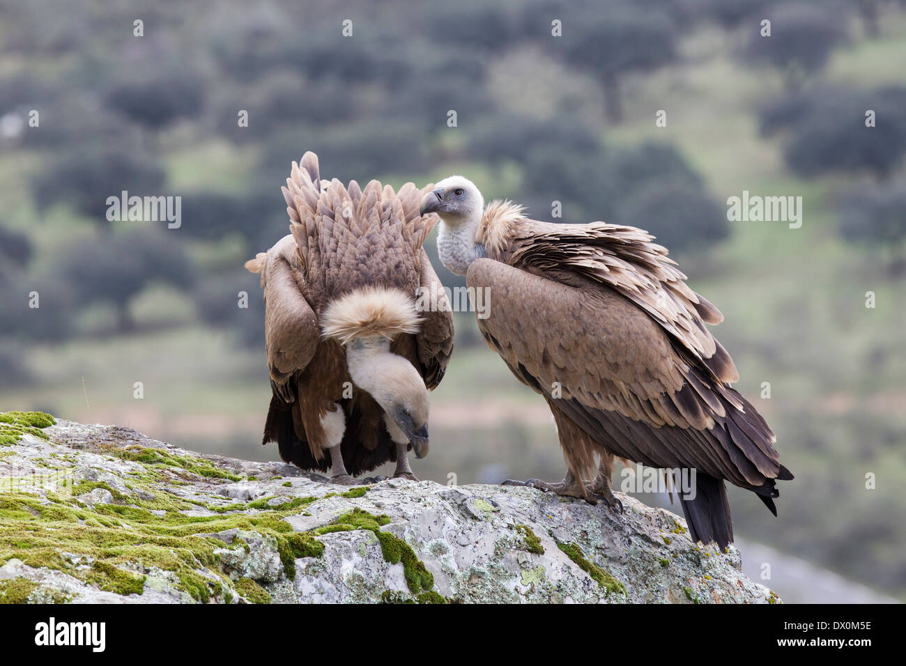Vautour fauve, Gänsegeier, Gyps fulvus, paire de reproduction, dans le Parc National de Monfragüe, Estrémadure, Espagne Banque D'Images