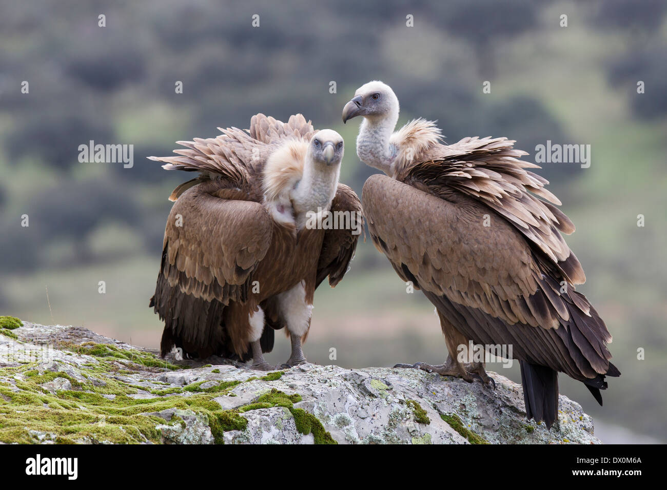 Vautour fauve, Gänsegeier, Gyps fulvus, paire de reproduction, dans le Parc National de Monfragüe, Estrémadure, Espagne Banque D'Images