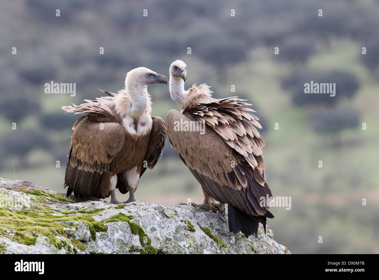 Vautour fauve, Gänsegeier, Gyps fulvus, paire de reproduction, dans le Parc National de Monfragüe, Estrémadure, Espagne Banque D'Images